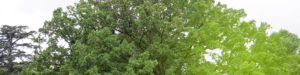 Alma Yogatherapeute Naturopathe Ramonville 31
