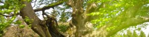 Alma Yogatherapeute Naturopathe Ramonville 31